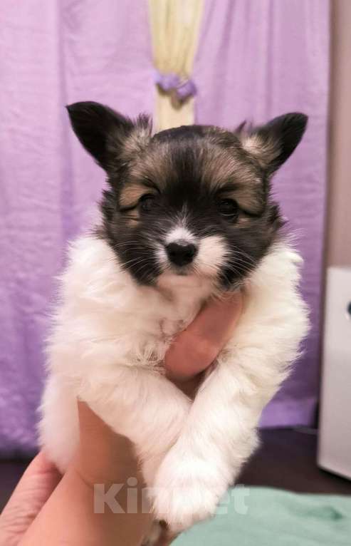 Собаки в Ростове-на-Дону: Щенки папийон Девочка, 40 000 руб. - фото 3