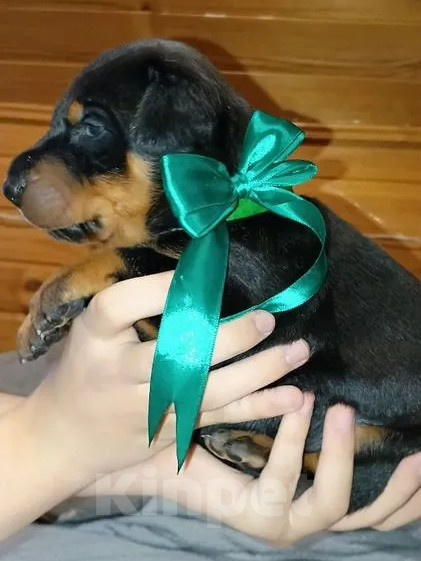 Собаки в других городах Ярославской области: Щенок добермана Мальчик, 55 000 руб. - фото 4