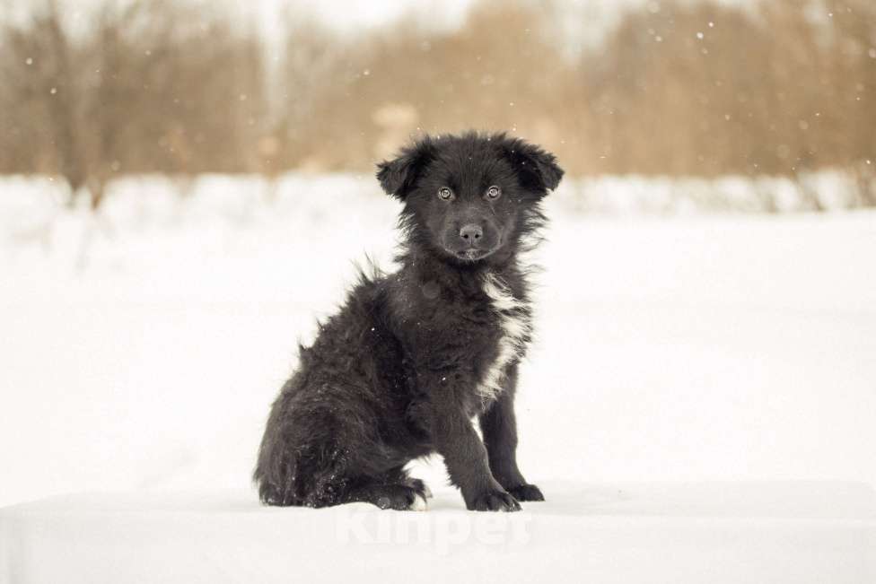 Собаки в других городах Московской области: Щенок в добрые руки Девочка, Бесплатно - фото 8