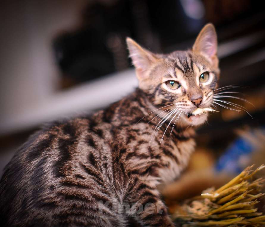 Кошки в Москве: Бенгальский котенок алк ф3 Мальчик, 35 000 руб. - фото 9