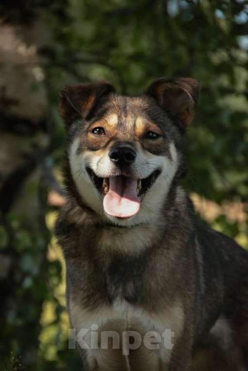 Собаки в Санкт-Петербурге: Всегда всем довольный небольшой пёсик Мальчик, Бесплатно - фото 4