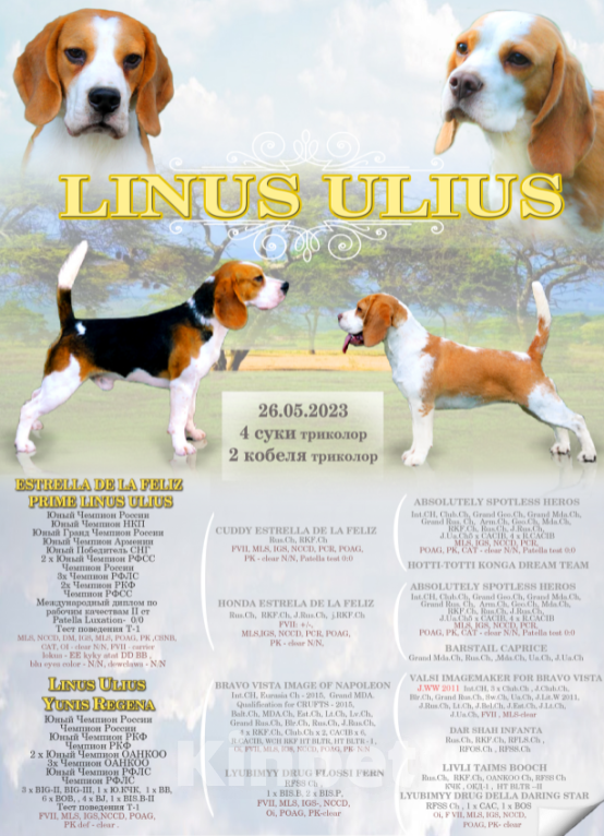 Собаки в Москве: бигли ркф Мальчик, 60 000 руб. - фото 10