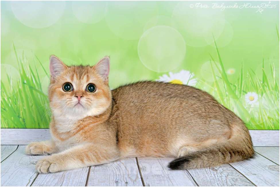 Кошки в Воронеже: Золотая шиншилла  Мальчик, 45 000 руб. - фото 3