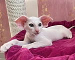 Кошки в Ижевске: Ориентальные котята Девочка, Бесплатно - фото 1