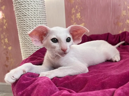 Ориентальные котята