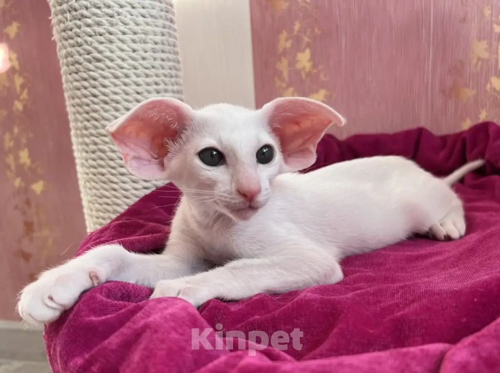 Кошки в Ижевске: Ориентальные котята Девочка, Бесплатно - фото 1