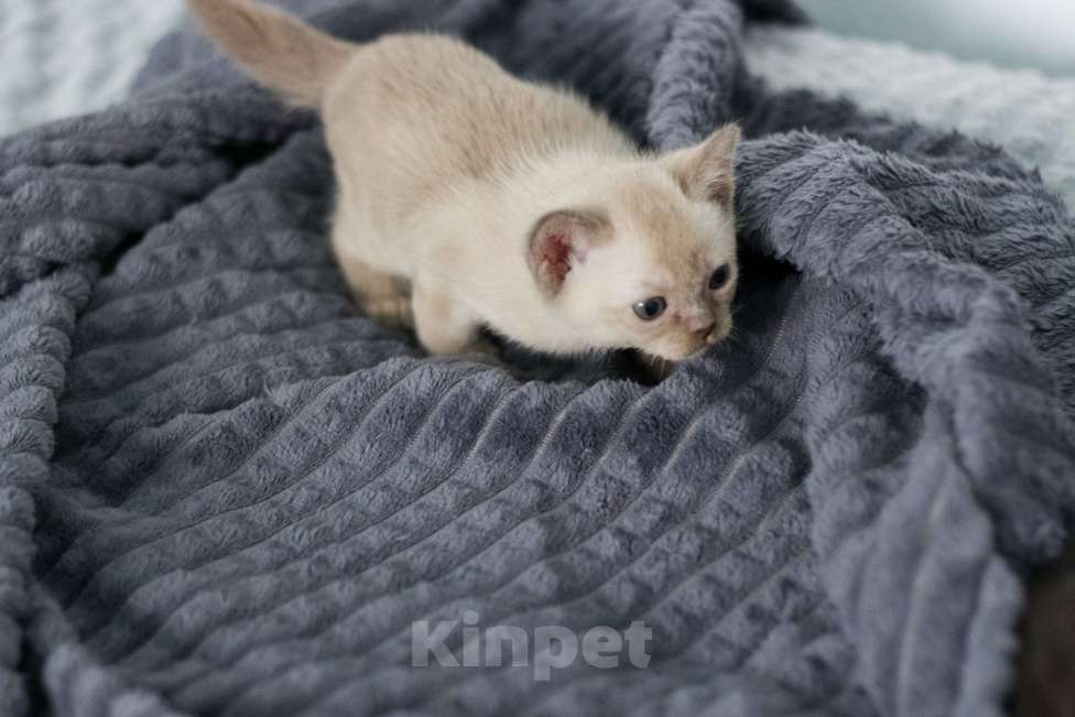 Кошки в Нижнем Новгороде: Европейская бурма, кошечка, шоколадный окрас Девочка, 50 000 руб. - фото 5