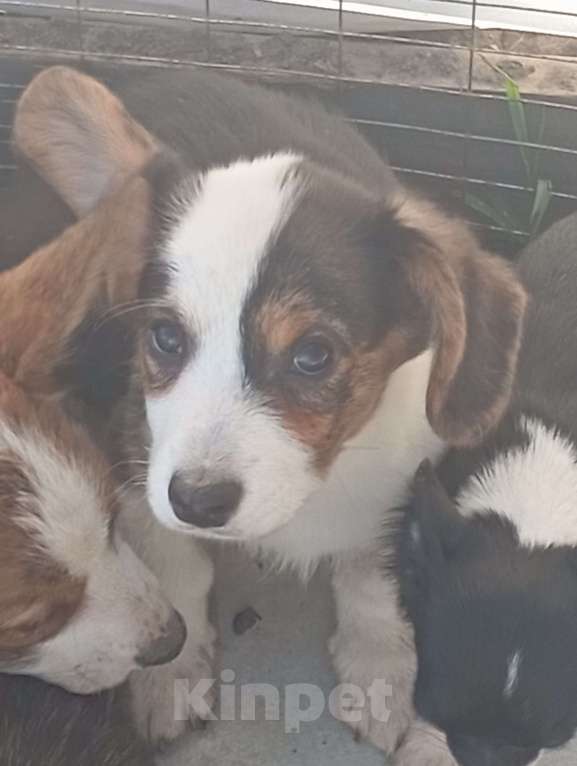 Собаки в Белгороде: Вельш-корги кардиган щенки Мальчик, 40 000 руб. - фото 3