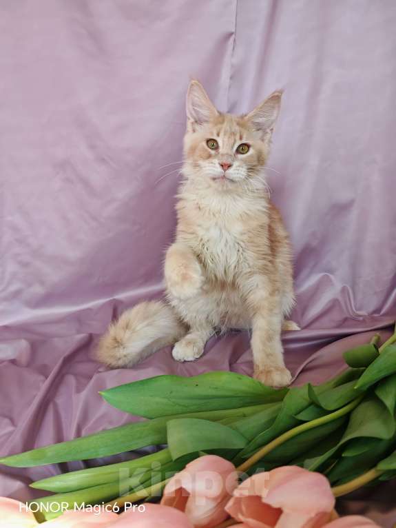 Кошки в Воронеже: Мальчик мейн куна Мальчик, 35 000 руб. - фото 6