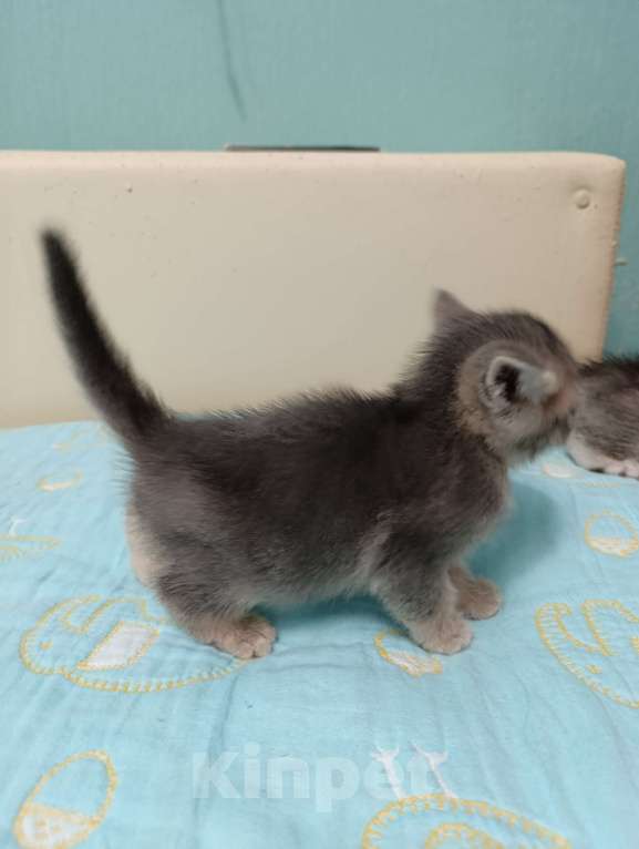 Кошки в Москве: Продаются котятки Мальчик, Бесплатно - фото 3