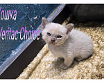 Кошки в Ореховом-Зуево: Бурманская кошка Девочка, 55 000 руб. - фото 1