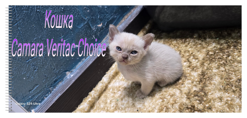 Кошки в Ореховом-Зуево: Бурманская кошка Девочка, 55 000 руб. - фото 1