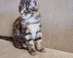 Кошки в Ливны: Нежный подарок, 25 000 руб. - фото 1