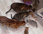 Кошки в Называевске: Бенгальские подарочки. 3 месяца., 15 000 руб. - фото 9