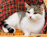Кошки в Москве: Ося. Самая уютная кошка в мире Девочка, 1 руб. - фото 2