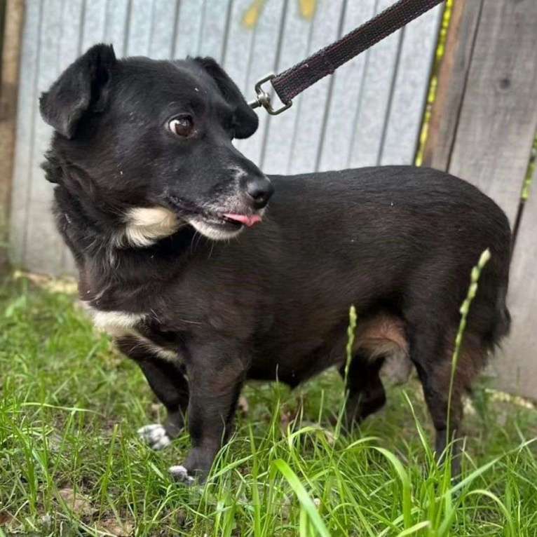 Собаки в Москве: Маленькая собачка пропадает в приюте 💔 Девочка, Бесплатно - фото 4