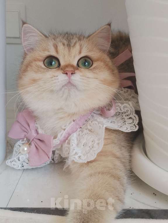 Кошки в Москве: Британская девочка золотая шиншила Девочка, 60 000 руб. - фото 4