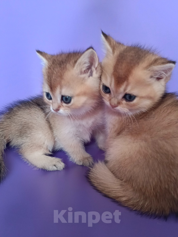 Кошки в Москве: Котята Девочка, 15 000 руб. - фото 7
