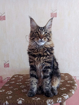 Объявление: Котята мейн-кун с документами, мальчик, 25 000 руб., Тюмень