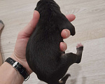 Собаки в Красноярске: 4 пёсика  и 1 собачка  Мальчик, 5 000 руб. - фото 1