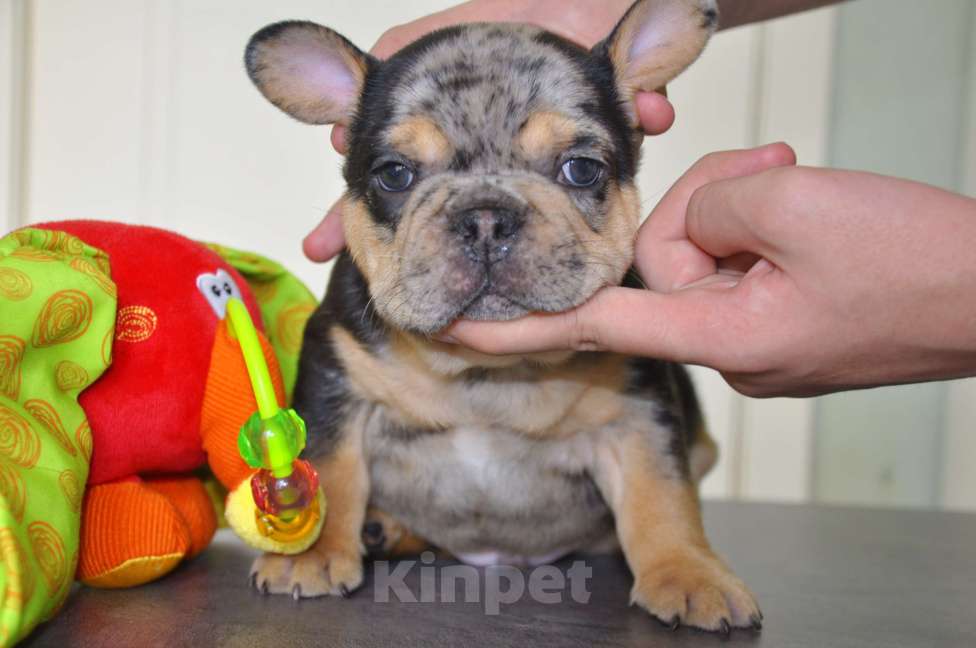 Собаки в Москве: Шоколадно-подпалый мерле Мальчик, 120 000 руб. - фото 1