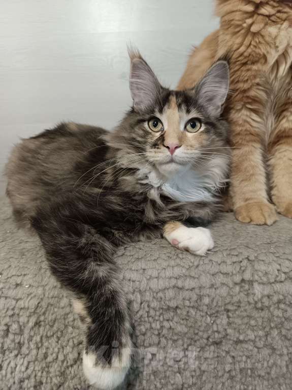 Кошки в других городах Владимирской области: кошки мейн кун полидакт Девочка, 35 000 руб. - фото 2