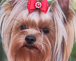 Собаки в Самаре: Рокки Мальчик, 777 руб. - фото 1
