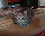 Кошки в Краснодаре: Кошечка - черепашечка Девочка, 5 000 руб. - фото 4