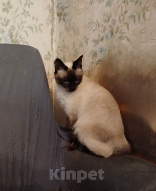 Кошки в Москве: Кот и кошка породы меконгский бобтейл остались сиротами и нуждаются в новой семье Разнополые, Бесплатно - фото 5