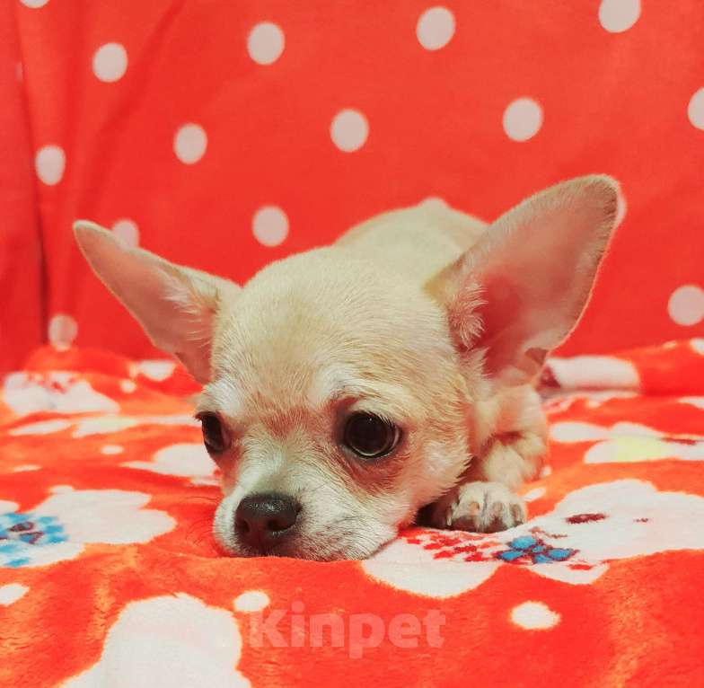 Собаки в Москве: Щенки чихуахуа Девочка, 35 000 руб. - фото 7