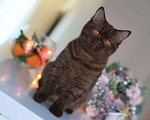 Кошки в Владивостоке: Британский котёнок шоколадного окраса  Девочка, 30 000 руб. - фото 4