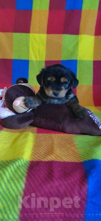 Собаки в Екатеринбурге: Йорочка  Девочка, 35 000 руб. - фото 2