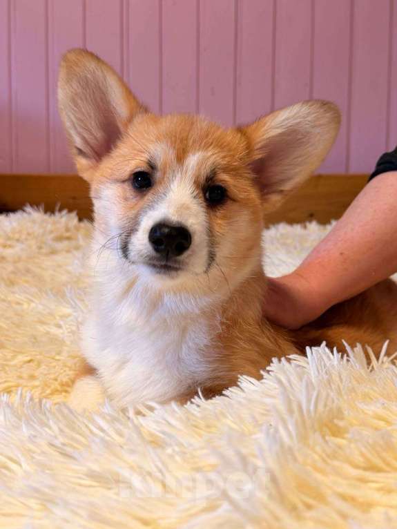 Собаки в Москве: Щенки Вельш корги Пемброк Мальчик, 55 000 руб. - фото 3