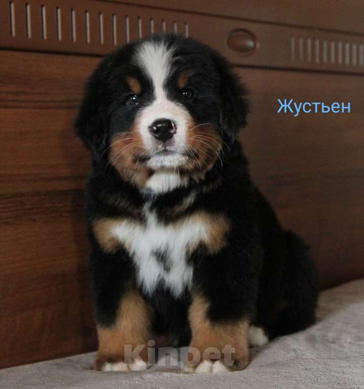 Собаки в Можайске: Щенок Берна Жюстьен Мальчик, 100 000 руб. - фото 1