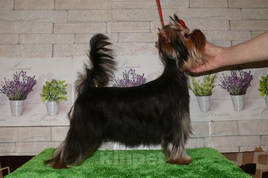 Собаки в Королеве: Йорк девочка 6 мес. Девочка, 110 000 руб. - фото 7