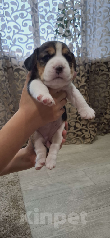 Собаки в Новокузнецке: Продажа щенков породы бигль Девочка, 25 000 руб. - фото 3