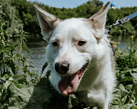 Собаки в Москве: Солнечная Липа метис бордер колли Девочка, Бесплатно - фото 5