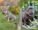 Собаки в Ейске: Щенки Французского бульдога Мальчик, Бесплатно - фото 2
