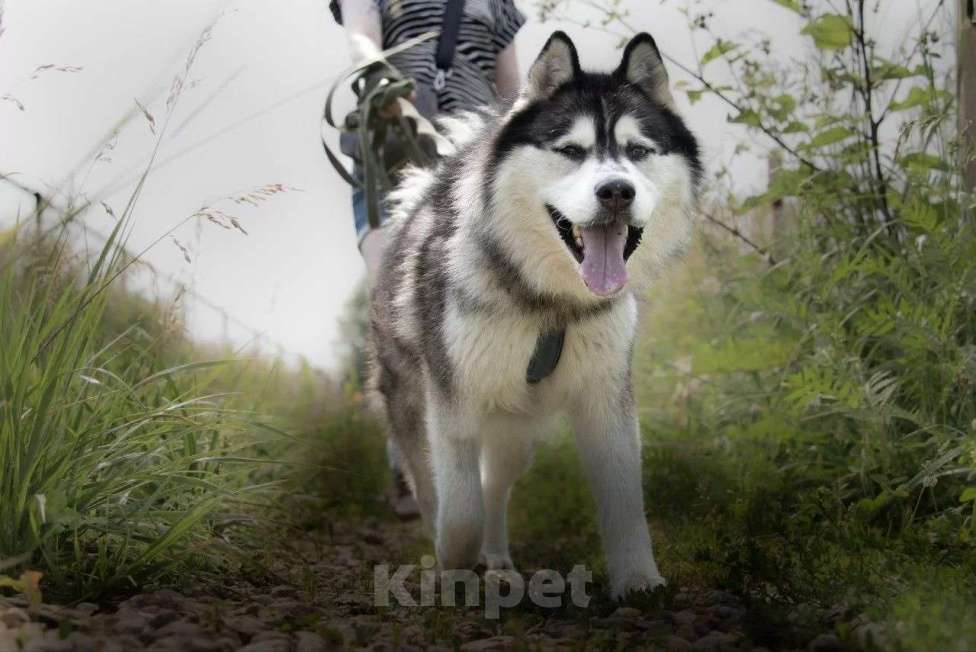 Собаки в Москве: Харизматичный хаски по имени Борис ищет своего человека! Мальчик, Бесплатно - фото 5