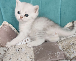 Кошки в Воронеже: Манчкин Лонг девочка Девочка, 10 000 руб. - фото 3