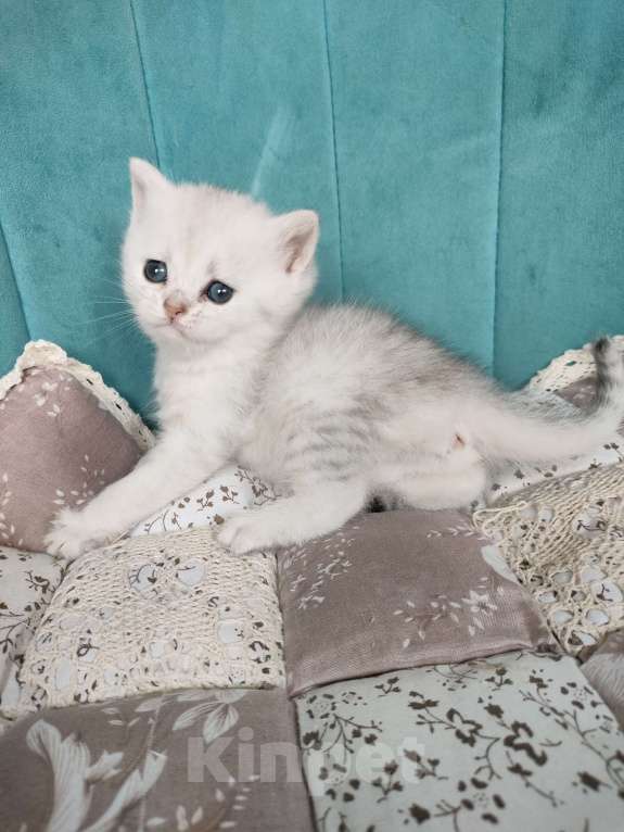 Кошки в Воронеже: Манчкин Лонг девочка Девочка, 10 000 руб. - фото 3