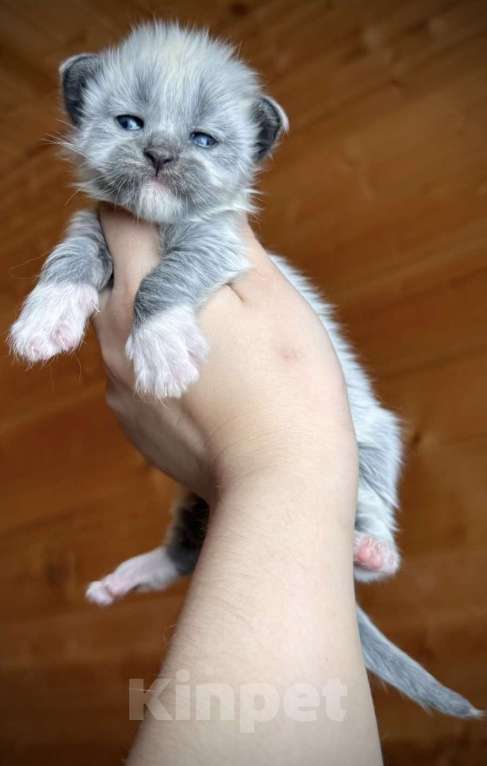 Кошки в Санкт-Петербурге: Кошечка голубой биколор Девочка, 50 000 руб. - фото 1