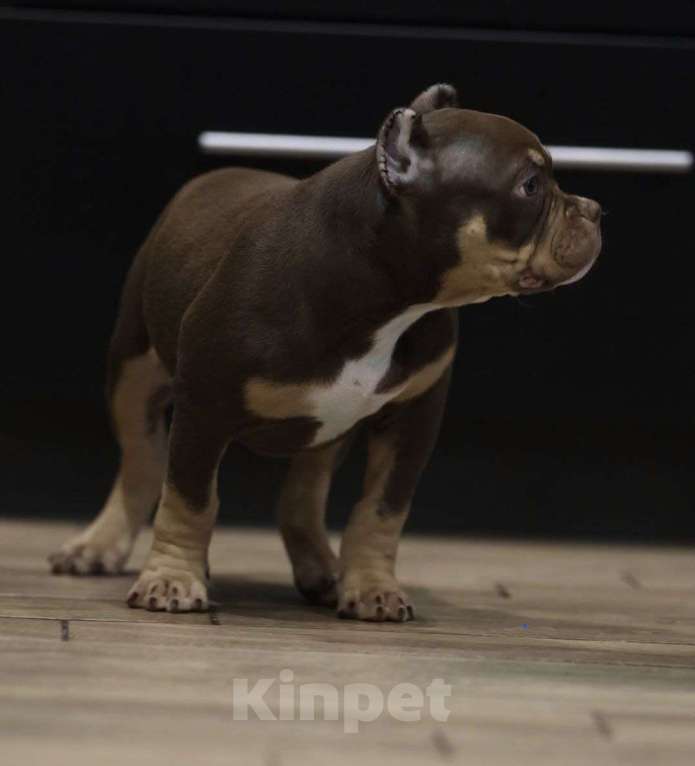 Собаки в других городах Краснодарского края: Щенок американский булли Мальчик, 150 000 руб. - фото 2