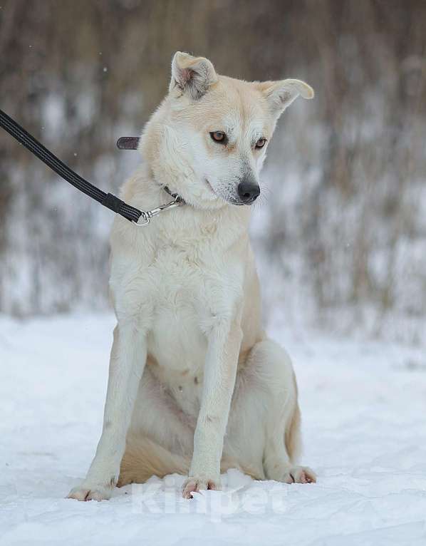 Собаки в Москве: Бася, собака с удивительными глазами  Девочка, Бесплатно - фото 4