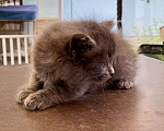 Кошки в Москве: Кошка девочка Девочка, Бесплатно - фото 4