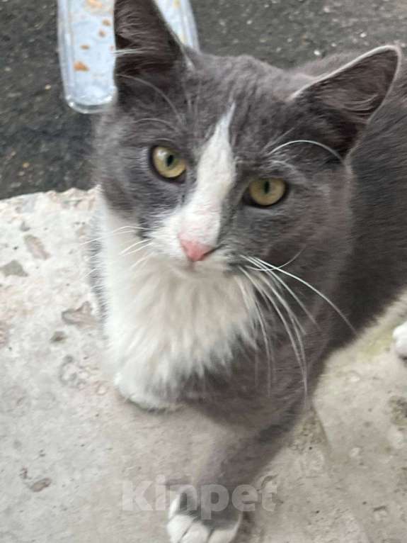 Кошки в Москве: ДымОК ищет дом Мальчик, Бесплатно - фото 5