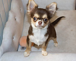 Собаки в Москве: Шоколадный Супер красавчик чихуахуа Мальчик, 75 000 руб. - фото 3