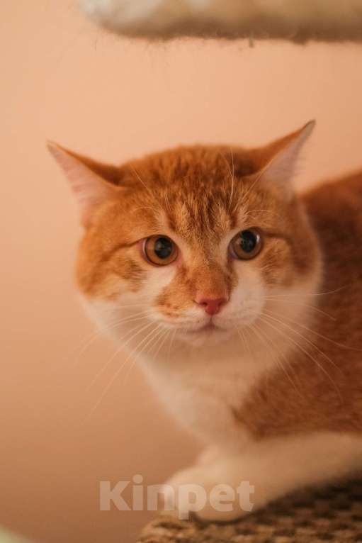 Кошки в Санкт-Петербурге: Котик Рыжик из приюта в добрые руки Мальчик, Бесплатно - фото 3