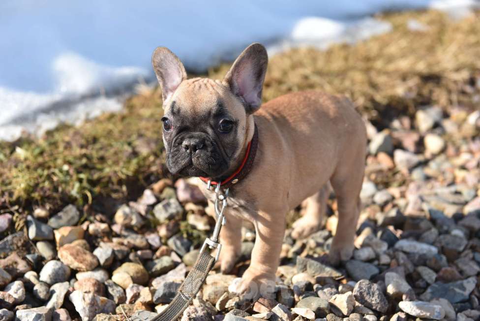Собаки в Москве: Девочка палевая Девочка, 40 000 руб. - фото 2