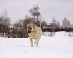Собаки в Видном: Алабайка Китнисс, 2 года Девочка, Бесплатно - фото 3